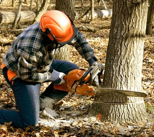 Tree Removal in Lutherville Timonium, MD